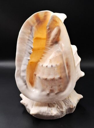LOT 189 (32869) Est R500 to R1500 - A Vintage Cameo Shell Lamp